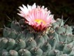 Thelocactus_lophothele.